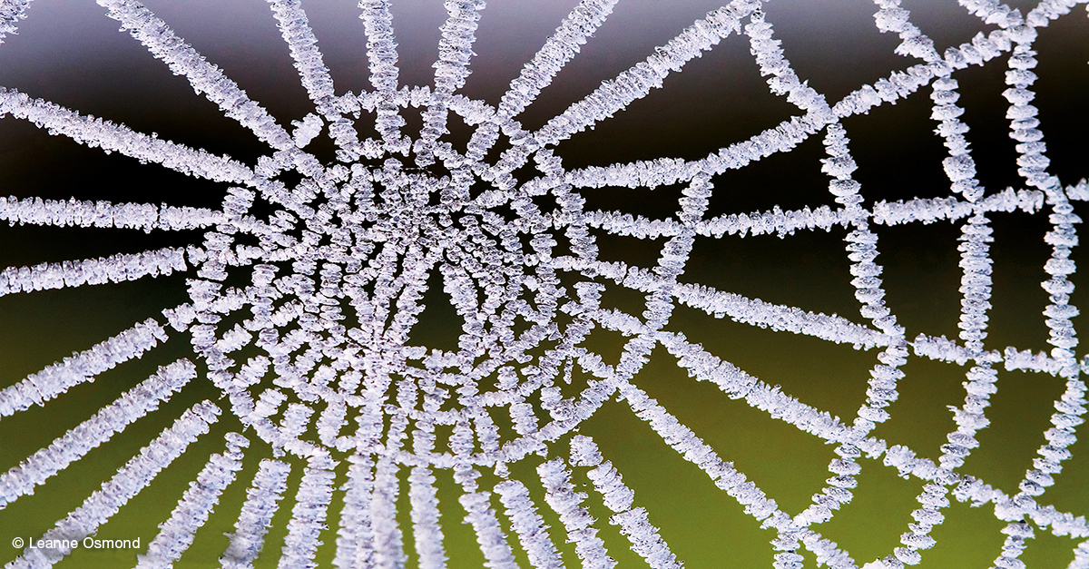 Spiderweb encrusted in white frost with a green background.